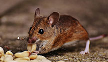 24 Hour & Emergency Exterminators in Keeneyville, IL
